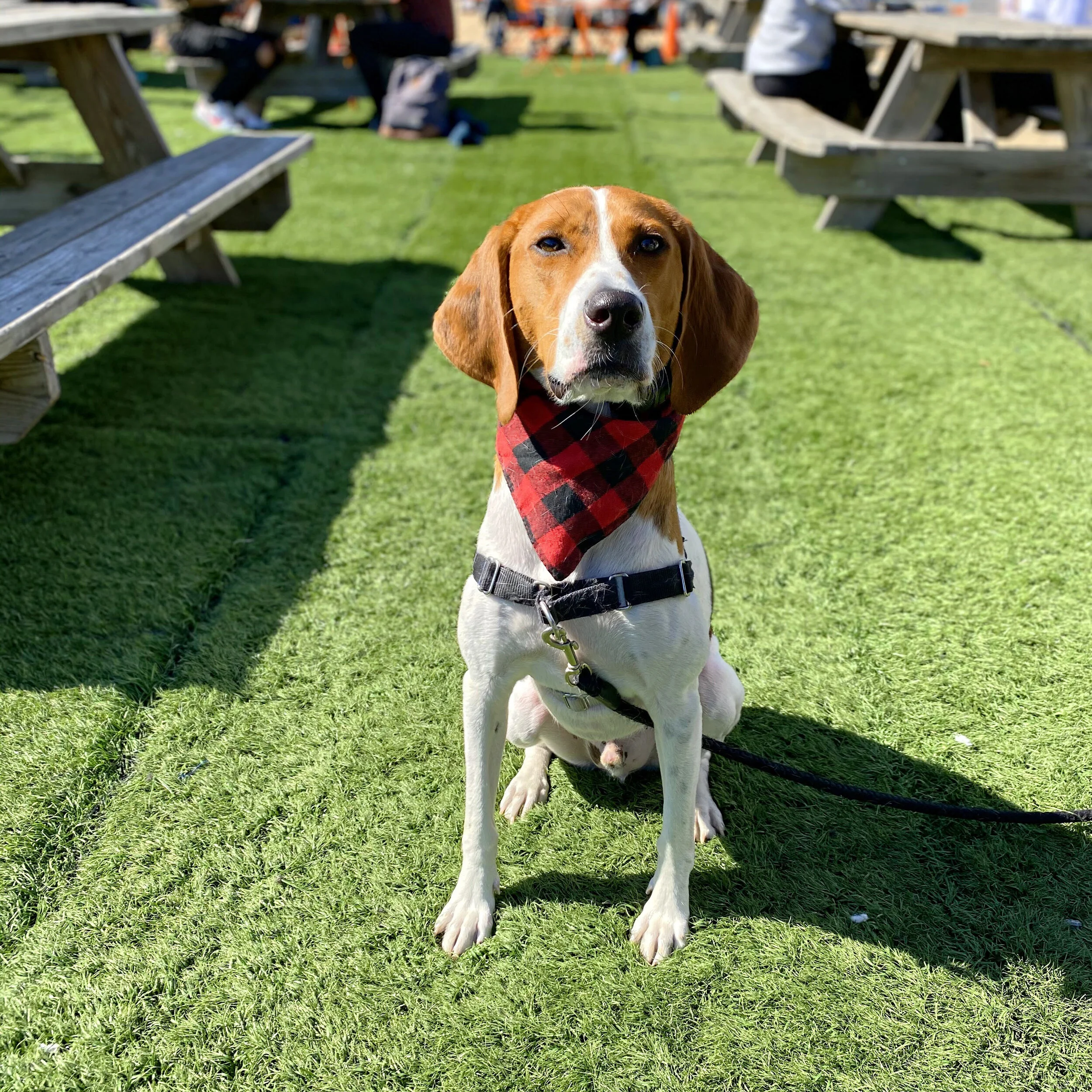 How I Spent Quarantine Figuring Out My Rescue Dog's Life Story